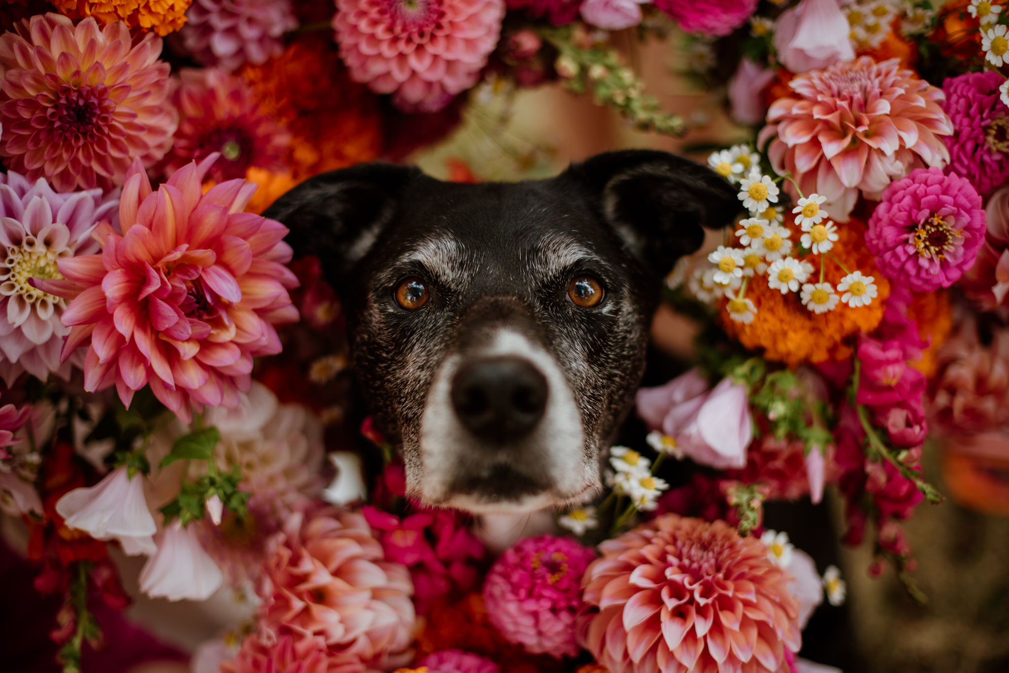 Layla the dog surrounded by florals